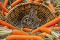 baby rabbit in a wicker basket surrounded by carrots Royalty Free Stock Photo