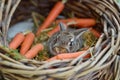 baby rabbit in a wicker basket surrounded by carrots Royalty Free Stock Photo
