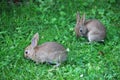 Baby rabbits in grass
