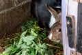 Baby rabbits in a rabbit hutch, cuniculus Royalty Free Stock Photo