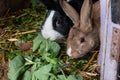 Baby rabbits in a rabbit hutch, cuniculus Royalty Free Stock Photo