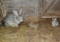 Baby rabbits. Raising & breeding rabbits on the farm in the wooden cage