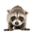 Baby raccoon (6 weeks) - Procyon lotor