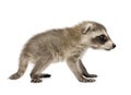 Baby raccoon (6 weeks) - Procyon lotor