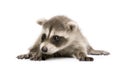 Baby raccoon (6 weeks) - Procyon lotor