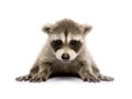 Baby raccoon (6 weeks) - Procyon lotor Royalty Free Stock Photo