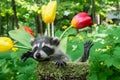 Baby Raccoon in a flower pot