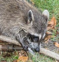 A baby raccoon playing with a garden hose. Royalty Free Stock Photo