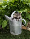 A baby raccoon looking out of a watering can. Royalty Free Stock Photo