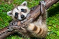 Baby Raccoon Learning to climb. Royalty Free Stock Photo
