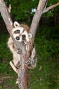 Baby Raccoon Learning to climb. Royalty Free Stock Photo