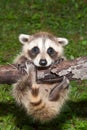 Baby Raccoon Learning to climb. Royalty Free Stock Photo