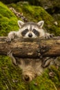 Baby Raccoon Royalty Free Stock Photo