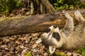Baby Raccoon learning to climb. Royalty Free Stock Photo