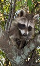 A baby raccoon looking down from the fork of a tree.