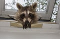 A curious baby raccoon peeking in a skylight window. Royalty Free Stock Photo