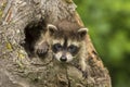 Baby Raccoon Peeking Out Of A Hole In A Tree