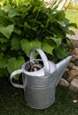 A baby raccoon peeking out of a watering can. Royalty Free Stock Photo