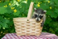 Baby Raccoon in picnic basket