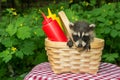 Baby Raccoon in a picnic basket