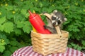 Baby Raccoon in a picnic basket