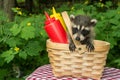 Baby Raccoon in a picnic basket