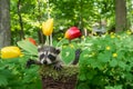 Baby Raccoon Royalty Free Stock Photo