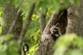 Baby raccoon exploring