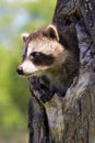 Baby raccoon portrait