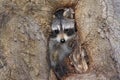 Baby Raccoon (Procyon lotor) Royalty Free Stock Photo