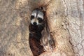 Baby Raccoon (Procyon lotor) Royalty Free Stock Photo