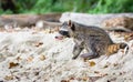Baby raccoon Procyon lotor on the beach Royalty Free Stock Photo