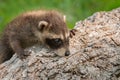 Baby Raccoon (Procyon lotor) Climbs Up Log