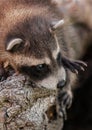 Baby Raccoon (Procyon lotor) Close Up Royalty Free Stock Photo