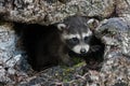 Baby Raccoon (Procyon lotor) Crawls out of Downed Tree