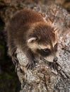 Baby Raccoon (Procyon lotor) Hangs On Royalty Free Stock Photo