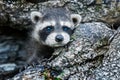 Baby Raccoon (Procyon lotor) Peeks out of Log