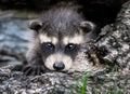 Baby Raccoon (Procyon lotor) Stares at Viewer Royalty Free Stock Photo