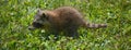 Baby  raccoon or racoon or common, North American, northern raccoon Royalty Free Stock Photo