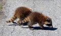 Baby  raccoon or racoon or common, North American, northern raccoon Royalty Free Stock Photo