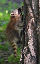 Baby  raccoon or racoon or common, North American, northern raccoon Royalty Free Stock Photo