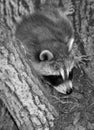 Baby  raccoon or racoon or common, North American, northern raccoon Royalty Free Stock Photo