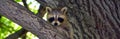 Baby  raccoon or racoon or common, North American, northern raccoon Royalty Free Stock Photo