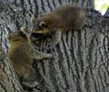 Baby  raccoon or racoon or common, North American, northern raccoon Royalty Free Stock Photo