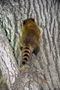 Baby  raccoon or racoon or common, North American, northern raccoon Royalty Free Stock Photo