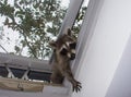 A baby raccoon reaching in through a skylight. Royalty Free Stock Photo