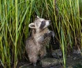 A baby raccoon standing on her hind legs.