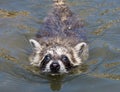 A baby raccoon swimming towards the camera. Royalty Free Stock Photo