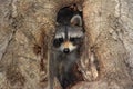 Baby Raccoon In A Tree Royalty Free Stock Photo