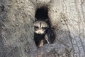 Baby Raccoon In A Tree Royalty Free Stock Photo